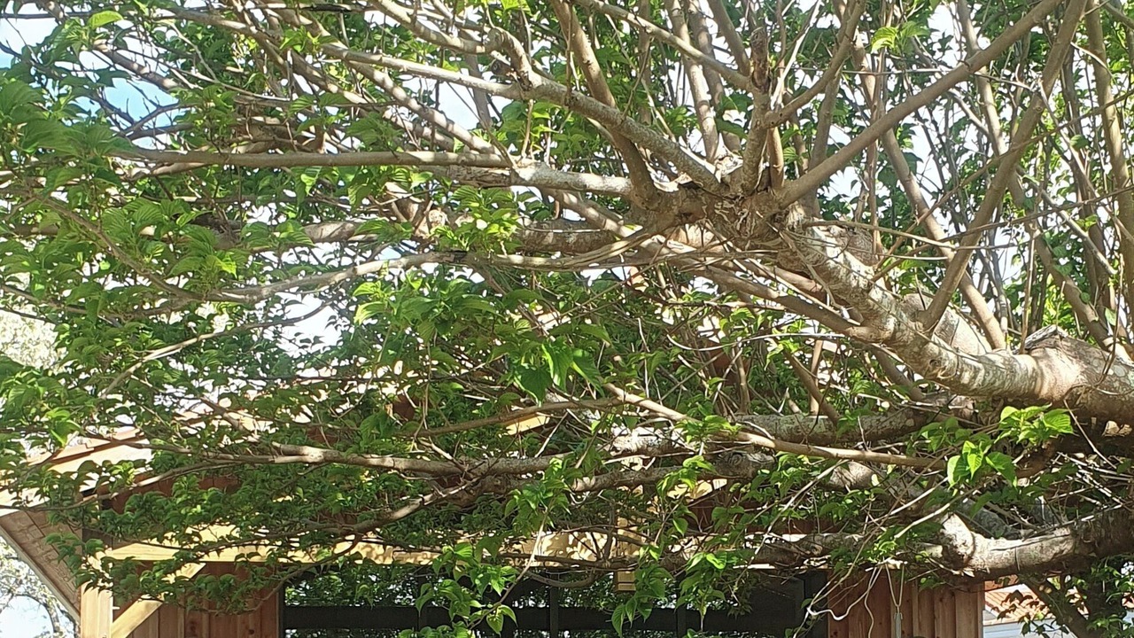 Photo of Outdoor in Sanguinet