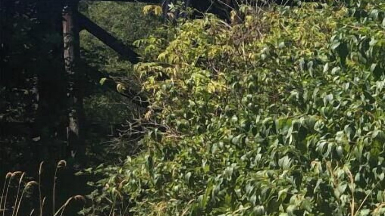 Photo of Others in Hockinson