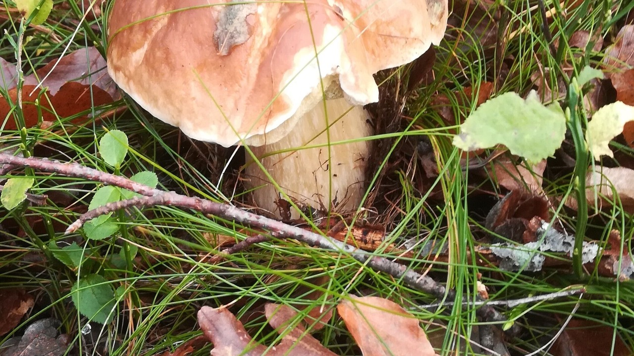 Photo of Outdoor in Soulan