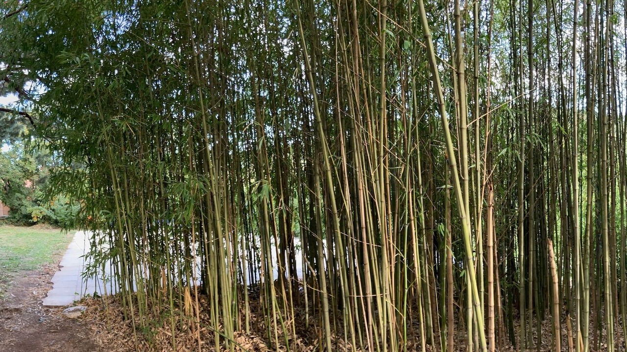 Photo of Outdoor in Montferrer