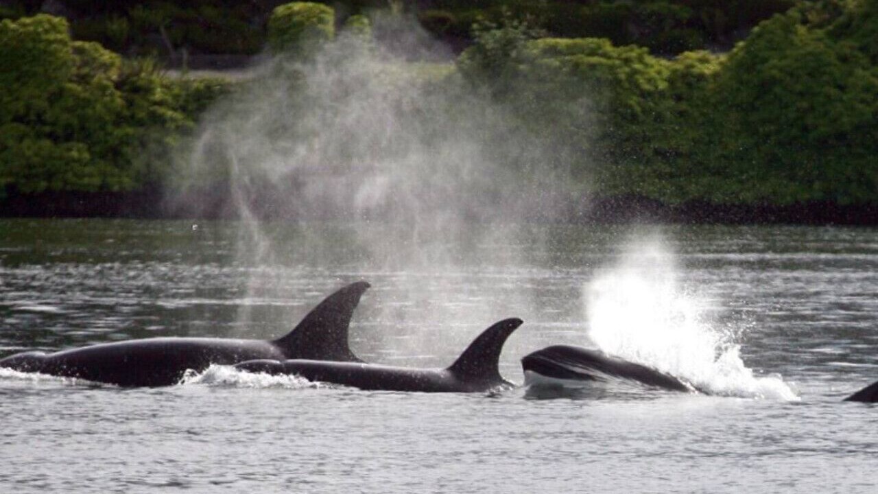 Photo of Others in Tracyton