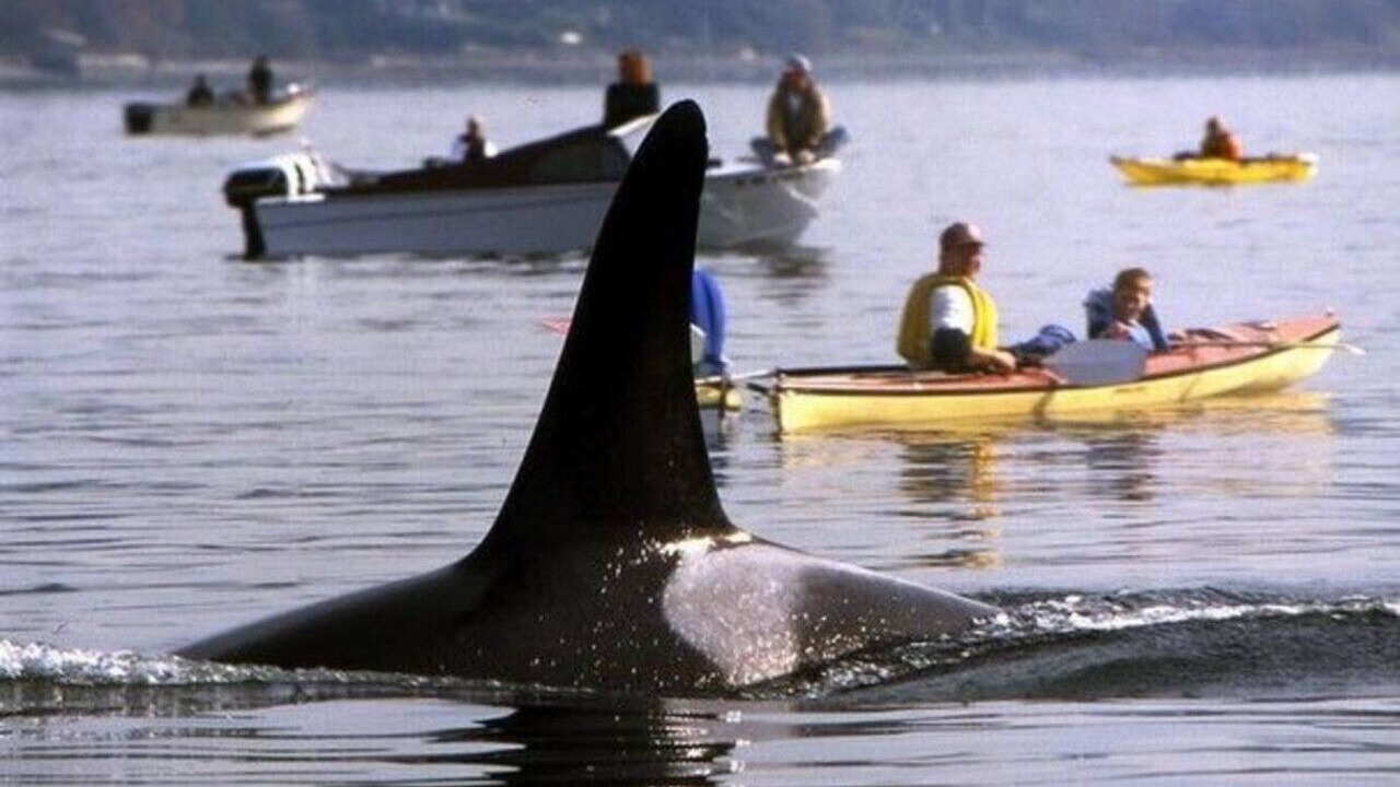 Photo of Others in Tracyton