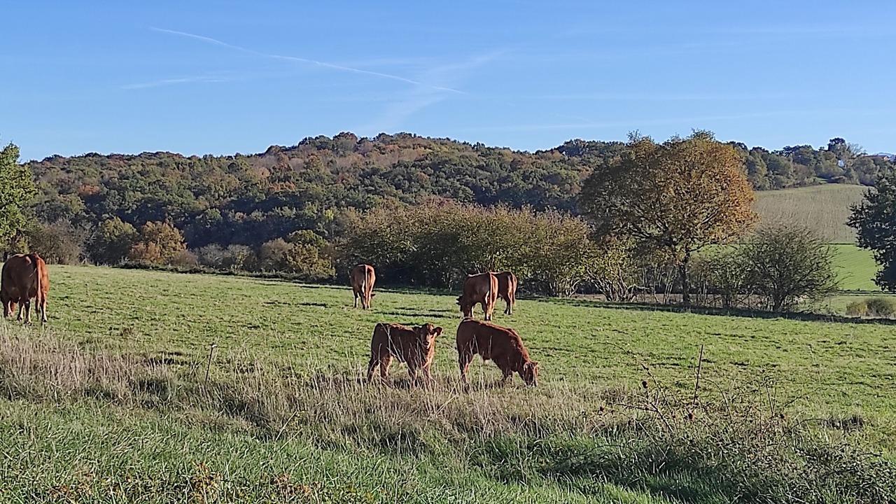 Photo of Outdoor in Montgaillard-sur-Save
