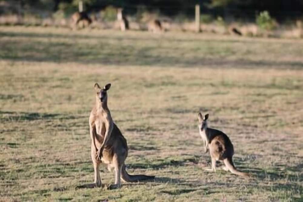 Photo of Others in Pennyroyal