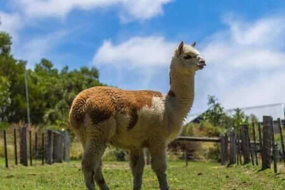 Photo of Others in Pennyroyal