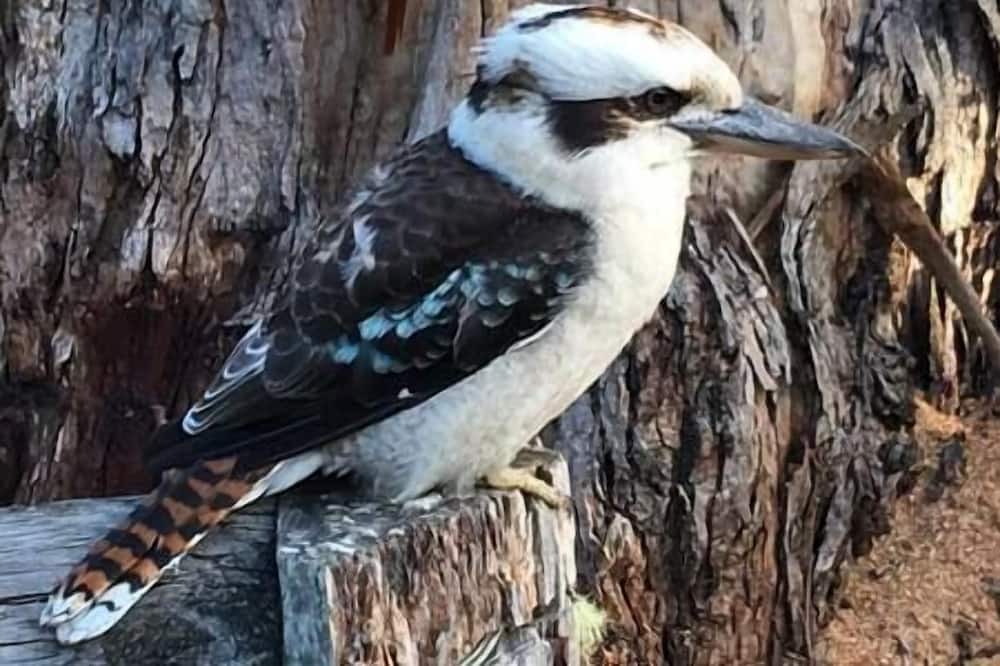 Photo of Others in Pennyroyal