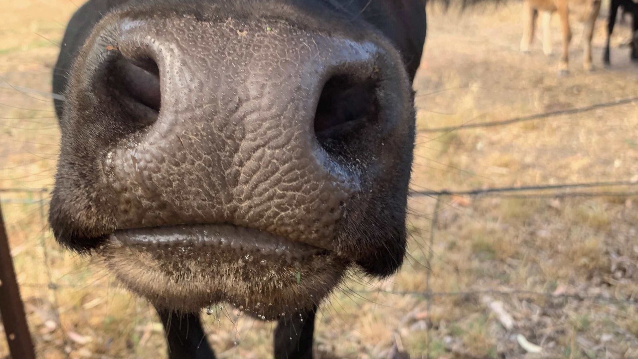 Photo of Others in Springdallah