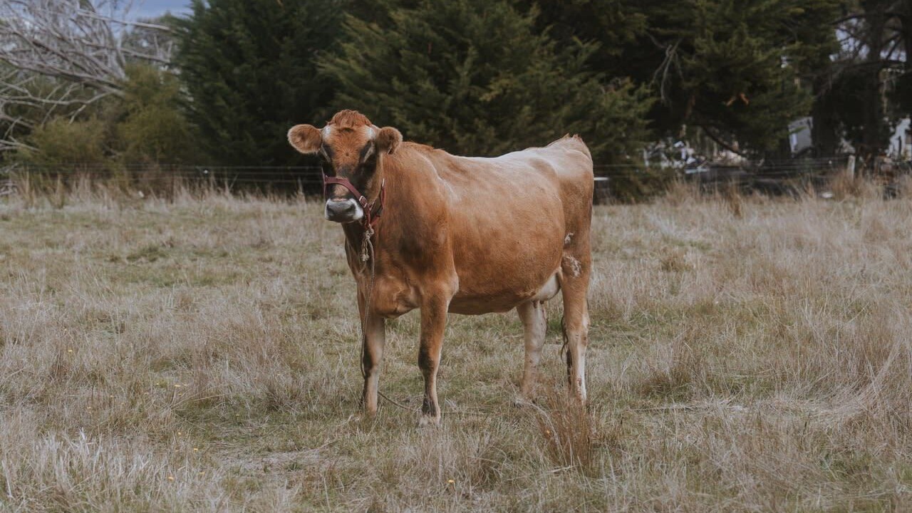 Photo of Others in Springdallah