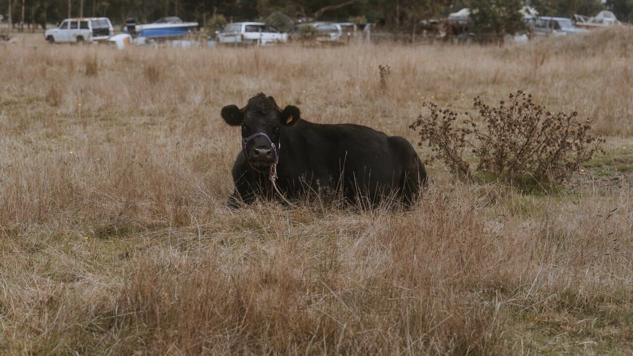 Photo of Outdoor in Springdallah