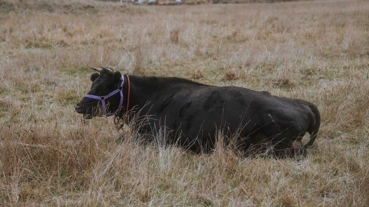 Photo of Others in Springdallah