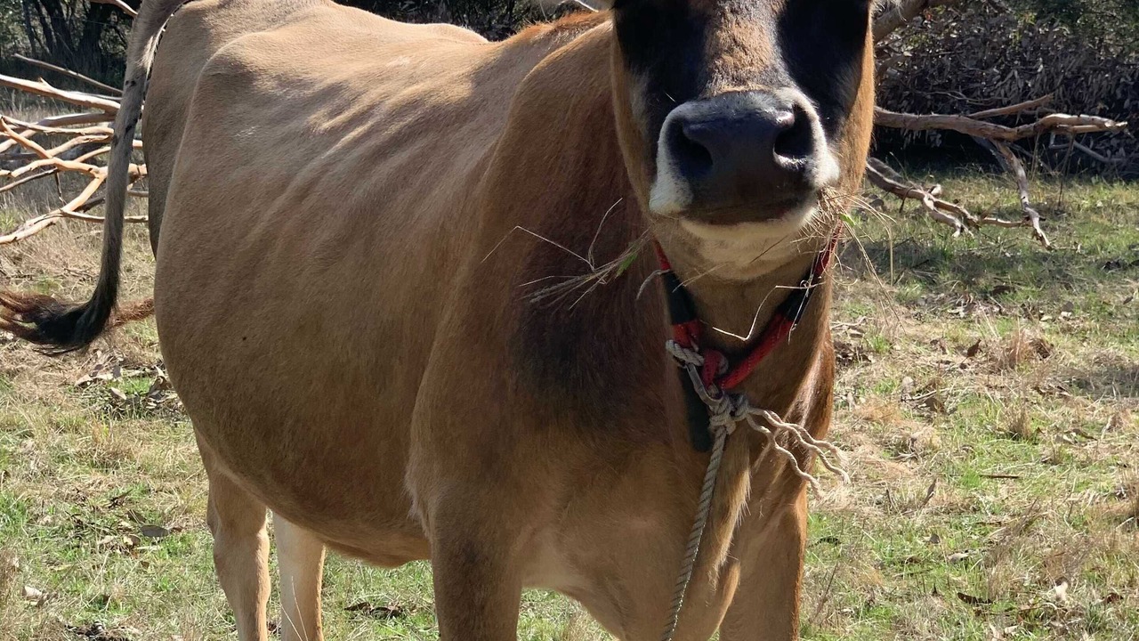 Photo of Others in Springdallah