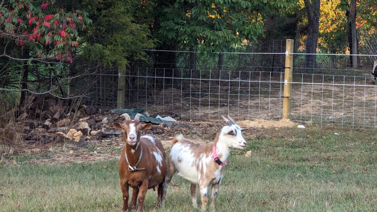Photo of Others in Fort Ritner