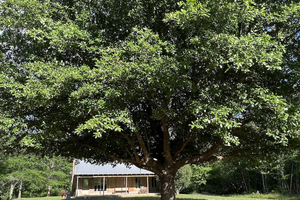 Photo of Outdoor in Ruth