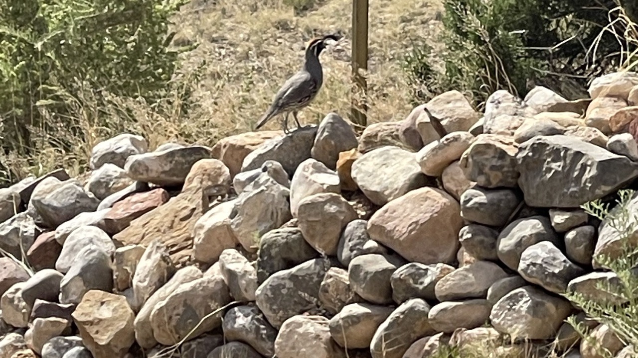 Photo of Outdoor in Placitas