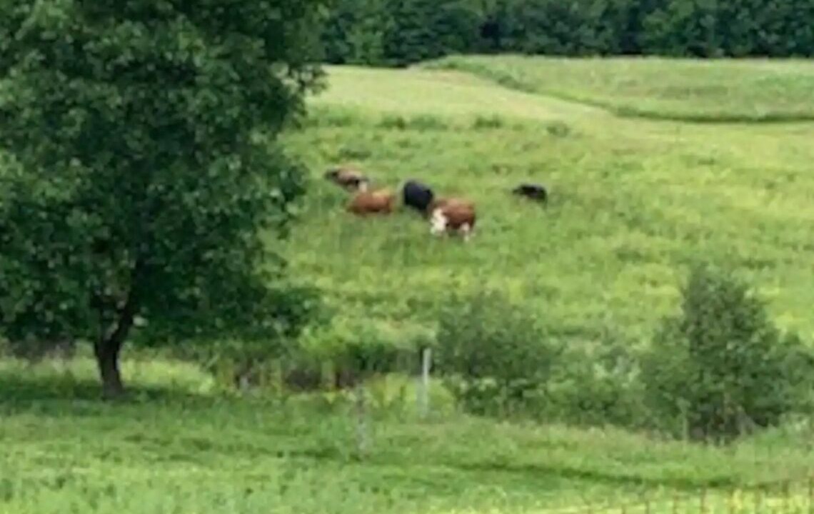 Photo of Others in Hyde Park