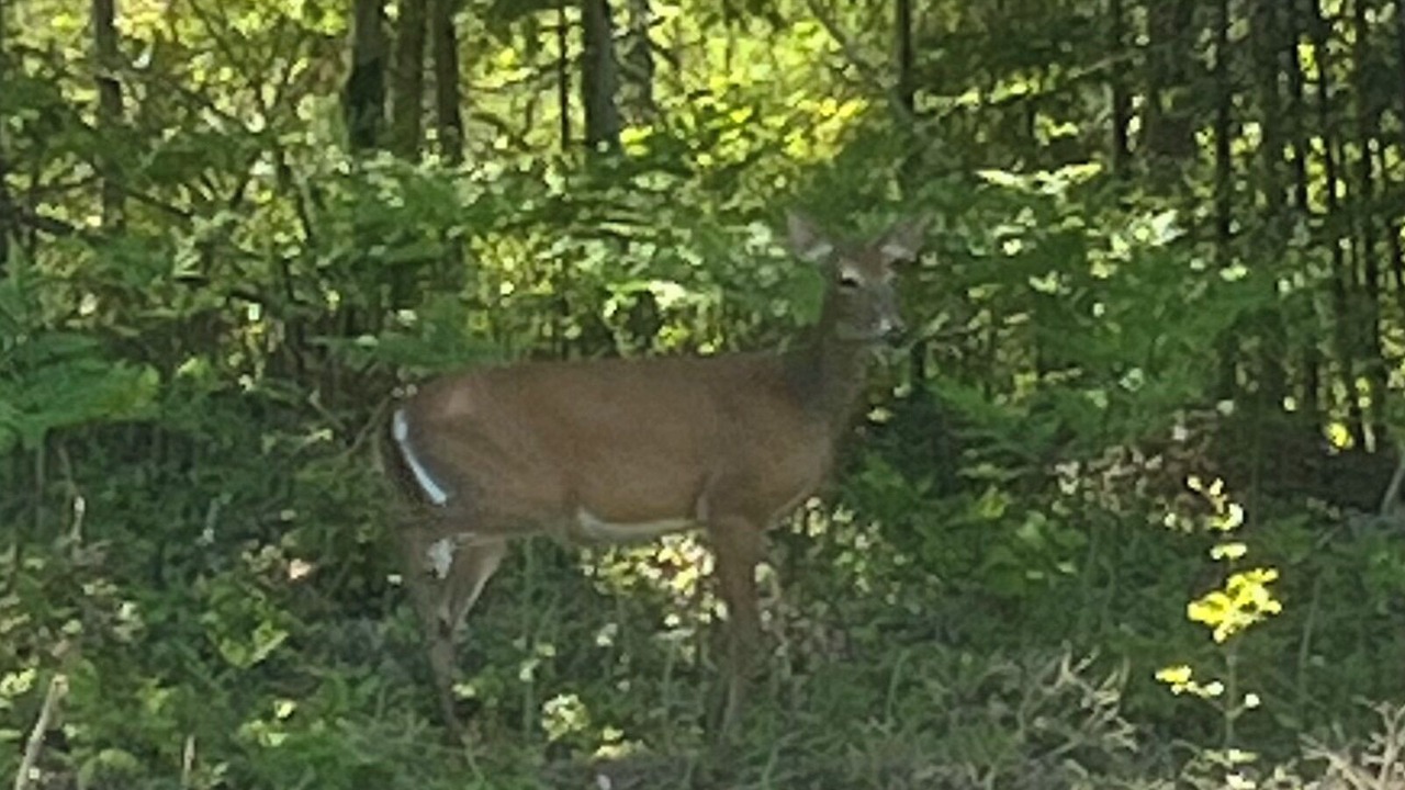 Photo of Outdoor in Irondale