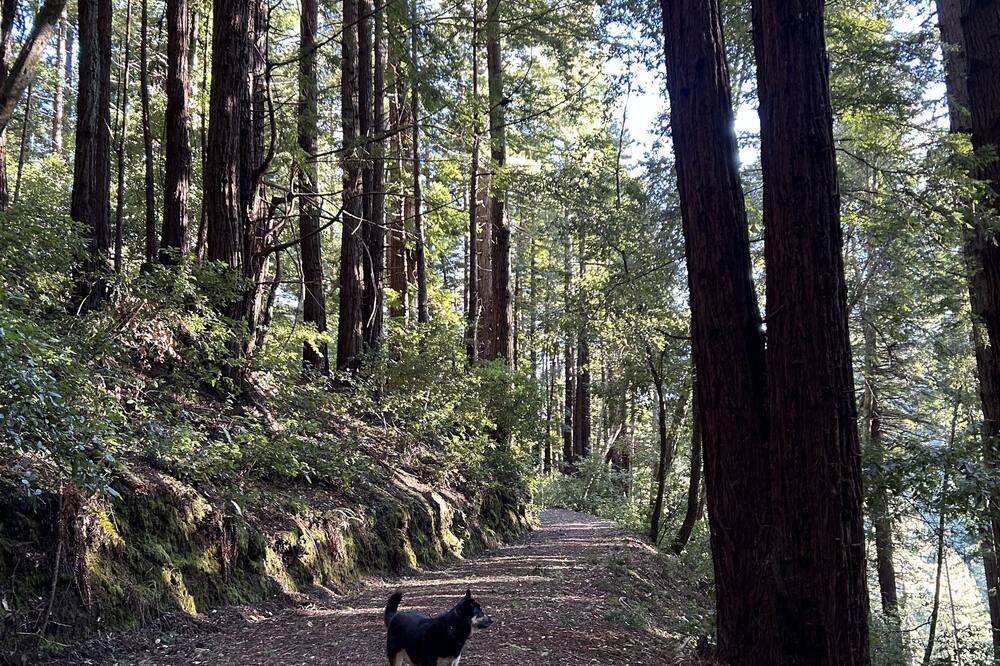 Photo of Others in La Honda