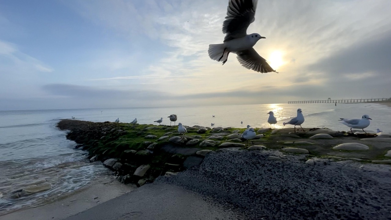Photo of Others in Luc-sur-Mer