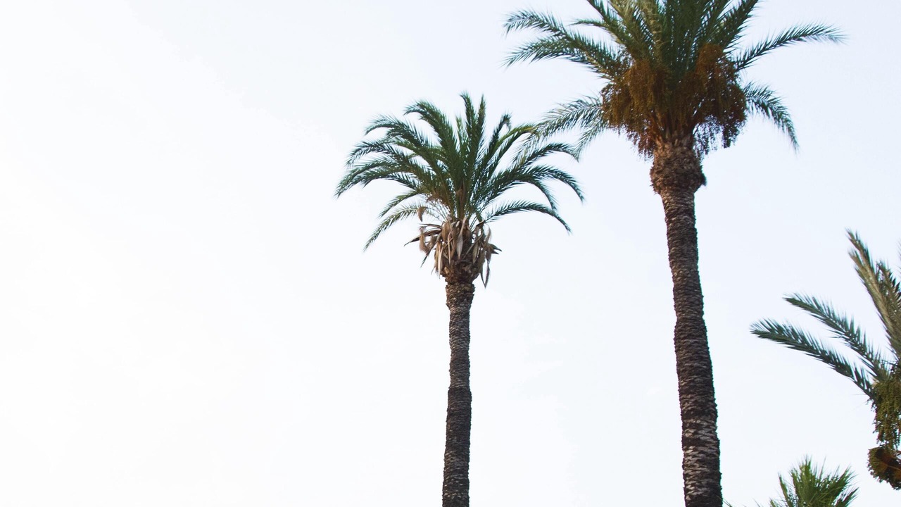 Photo of Others in Los Arenales del Sol
