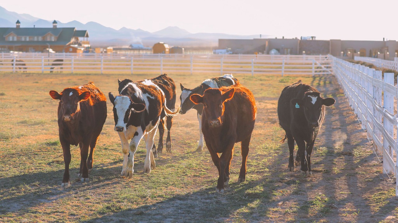 Photo of Others in Willcox