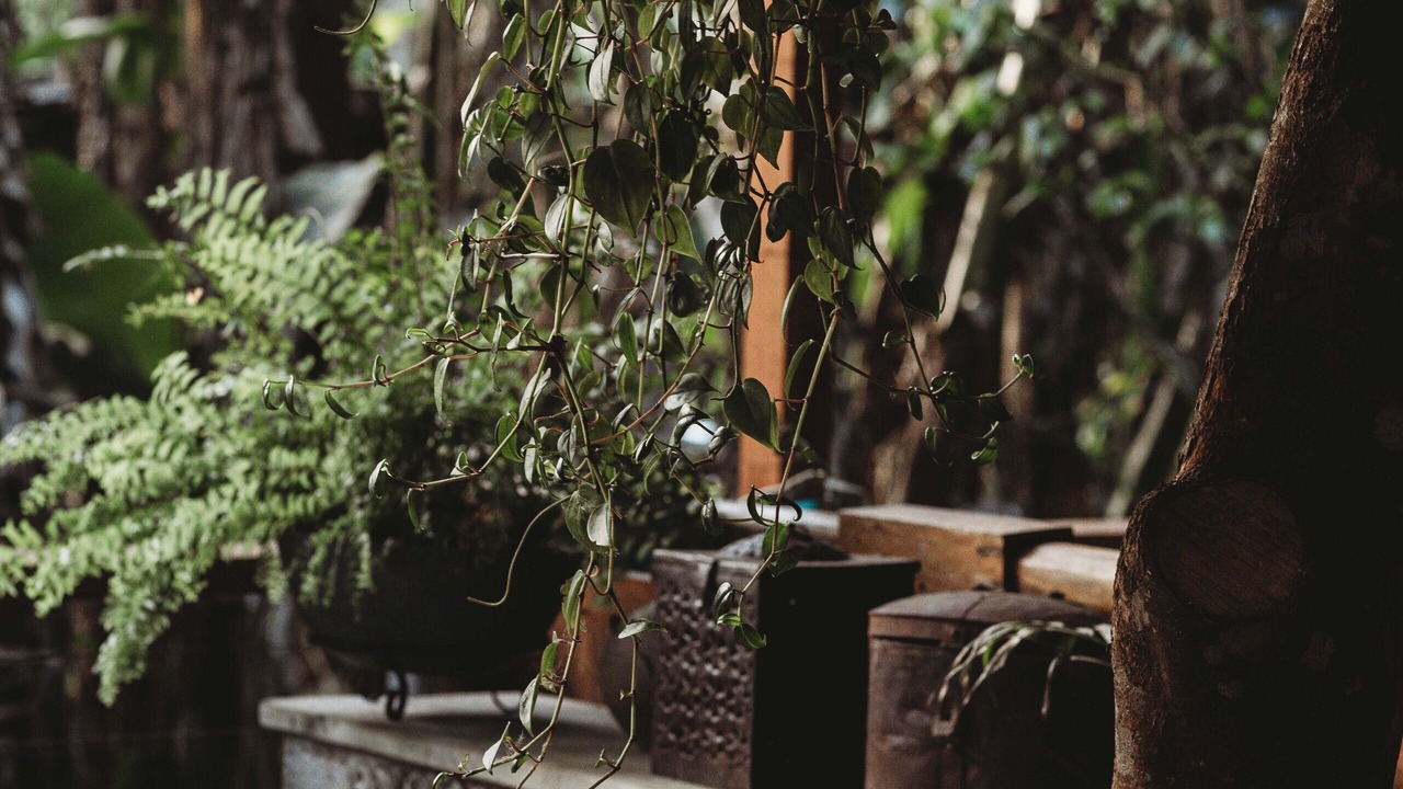 Photo of Outdoor in Clunes