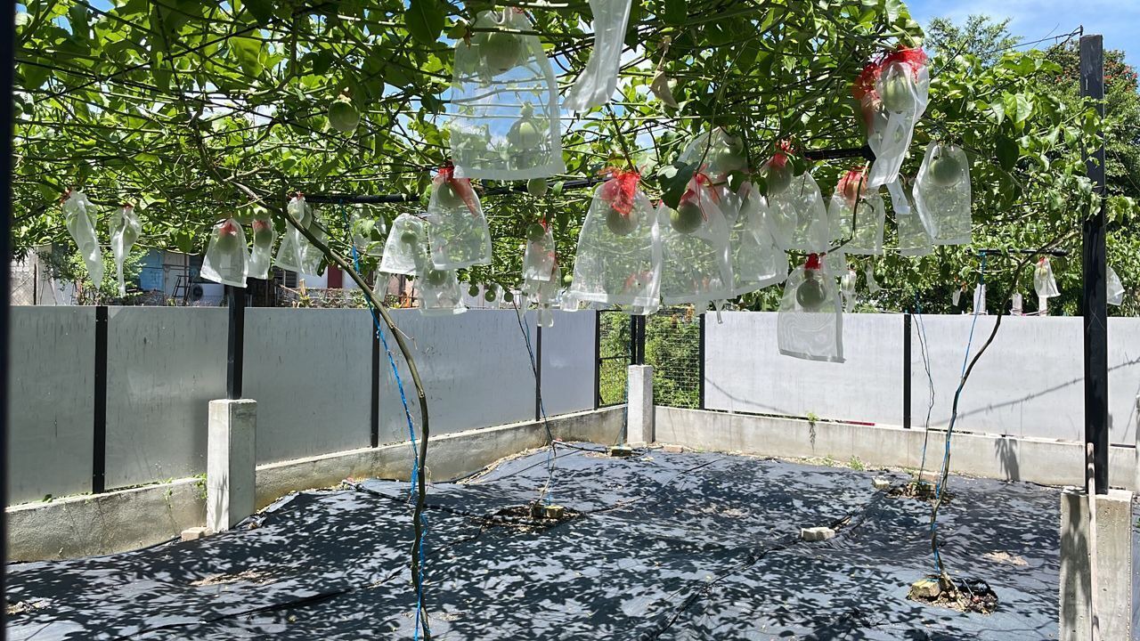 Photo of Outdoor in Taman Canning