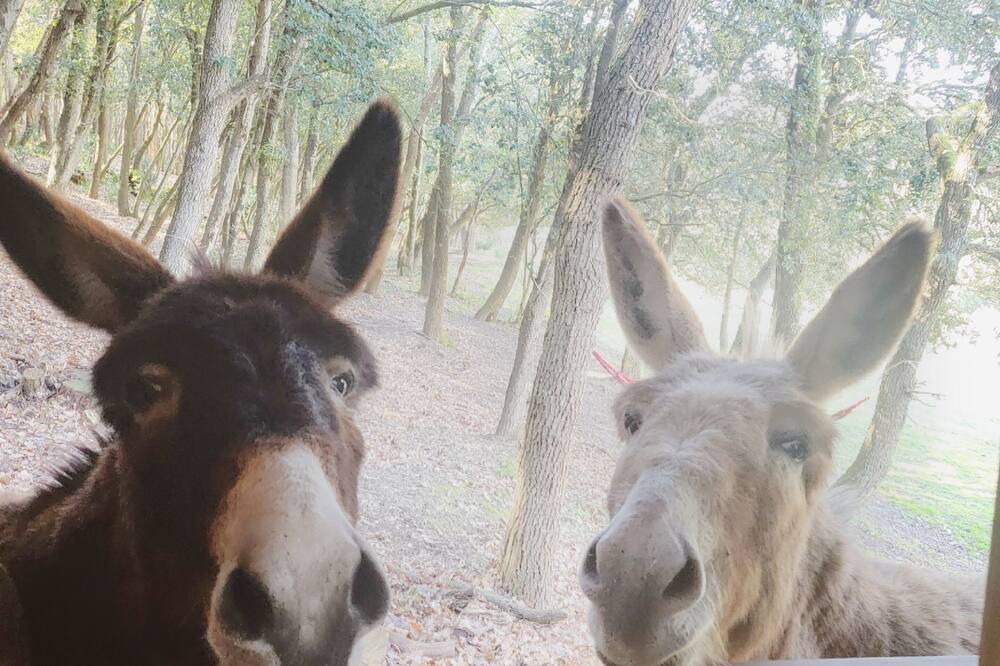 Photo of Others in Alairac