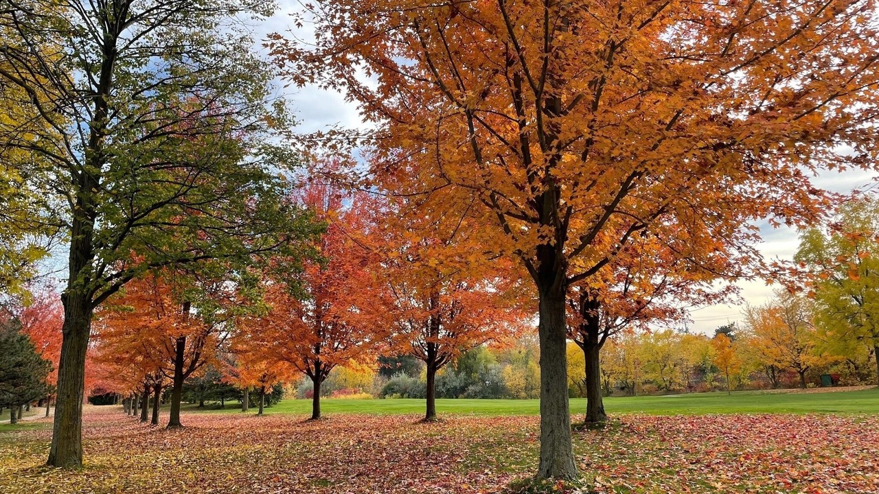 Photo of Outdoor in L'Amoreaux