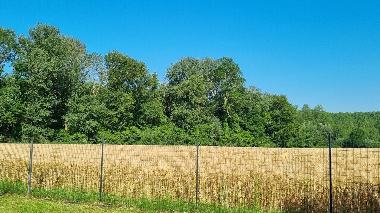 Photo of Others in Hasnon