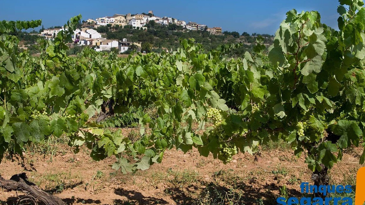 Photo of Outdoor in Comarruga