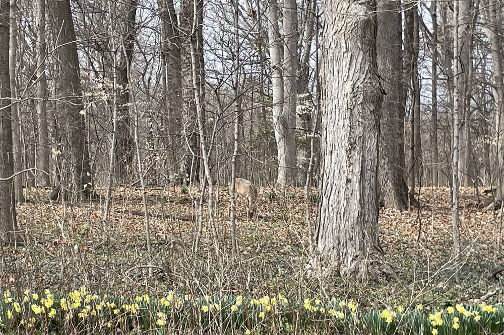 Photo of Outdoor in Cherokee Triangle
