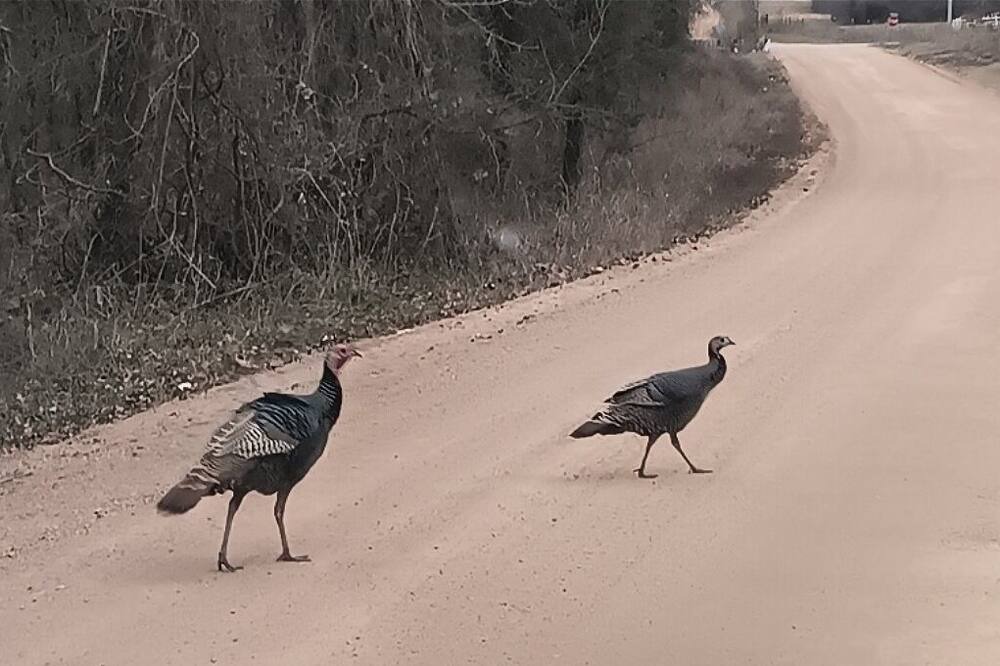 Photo of Outdoor in Tishomingo