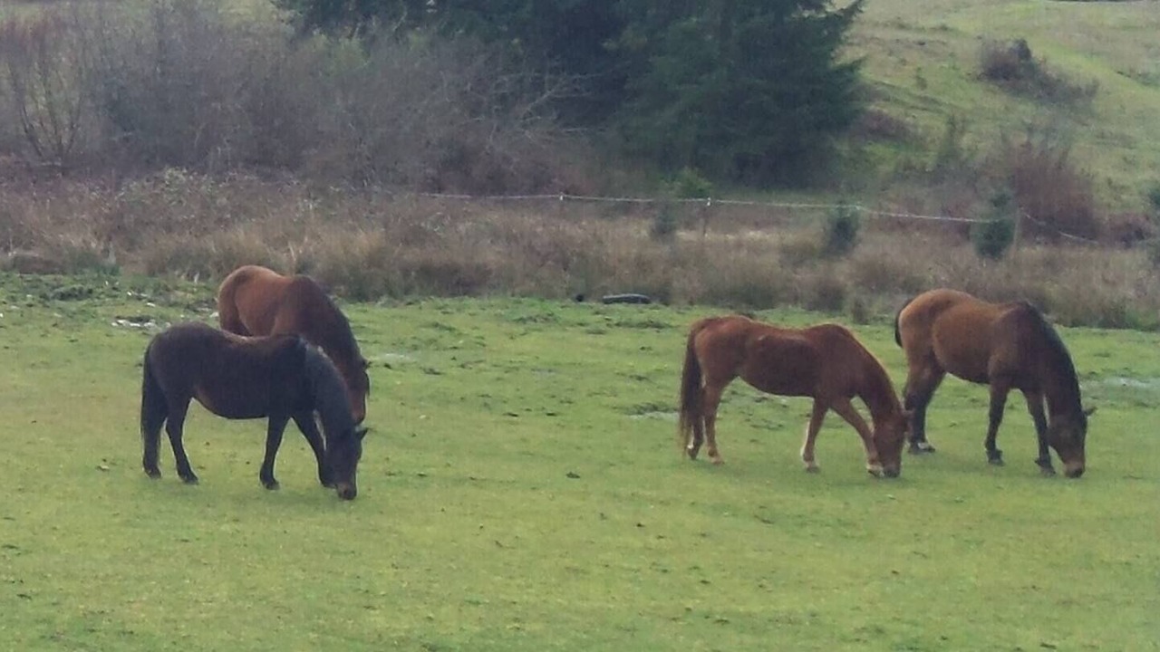 Photo of Outdoor in McKenna