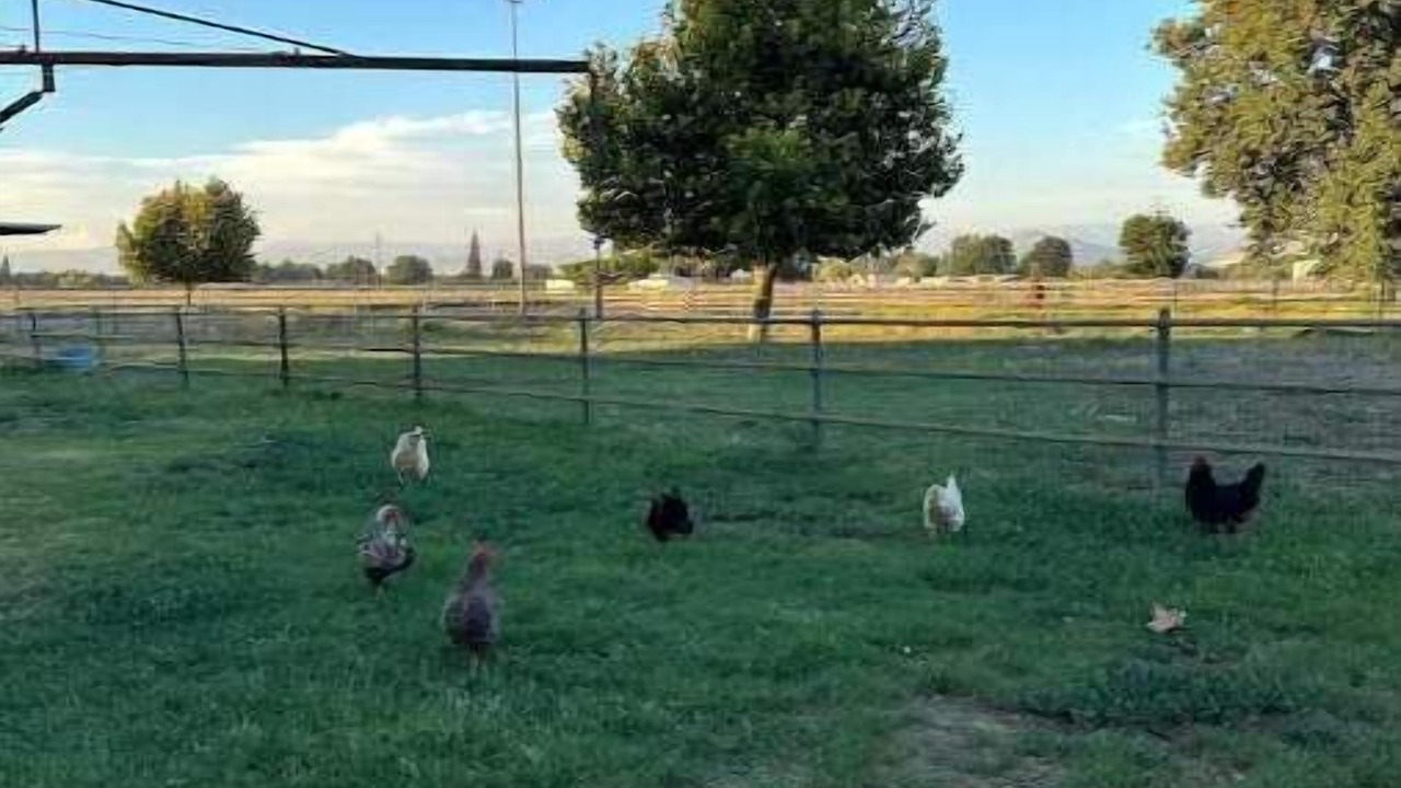 Photo of Outdoor in Sanger