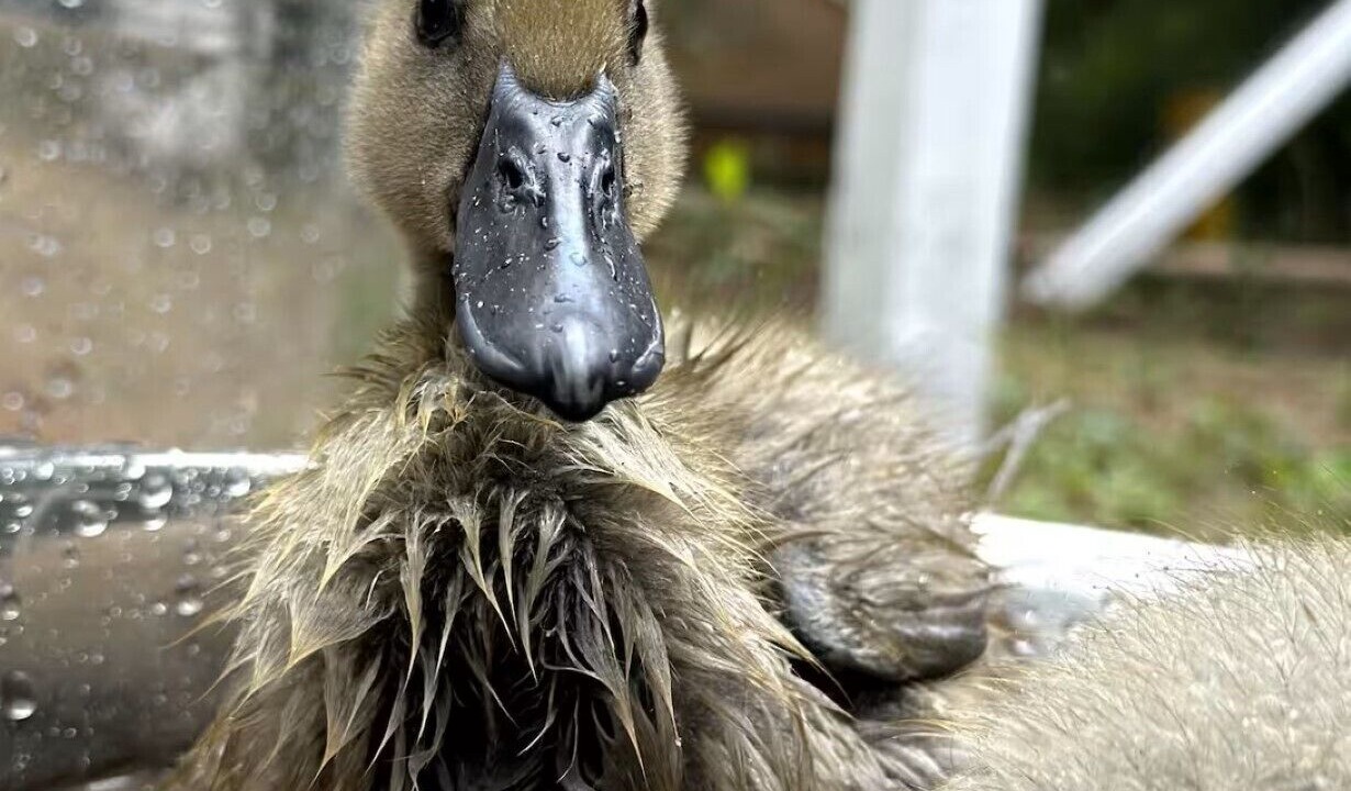 Photo of Others in Mc Caskill