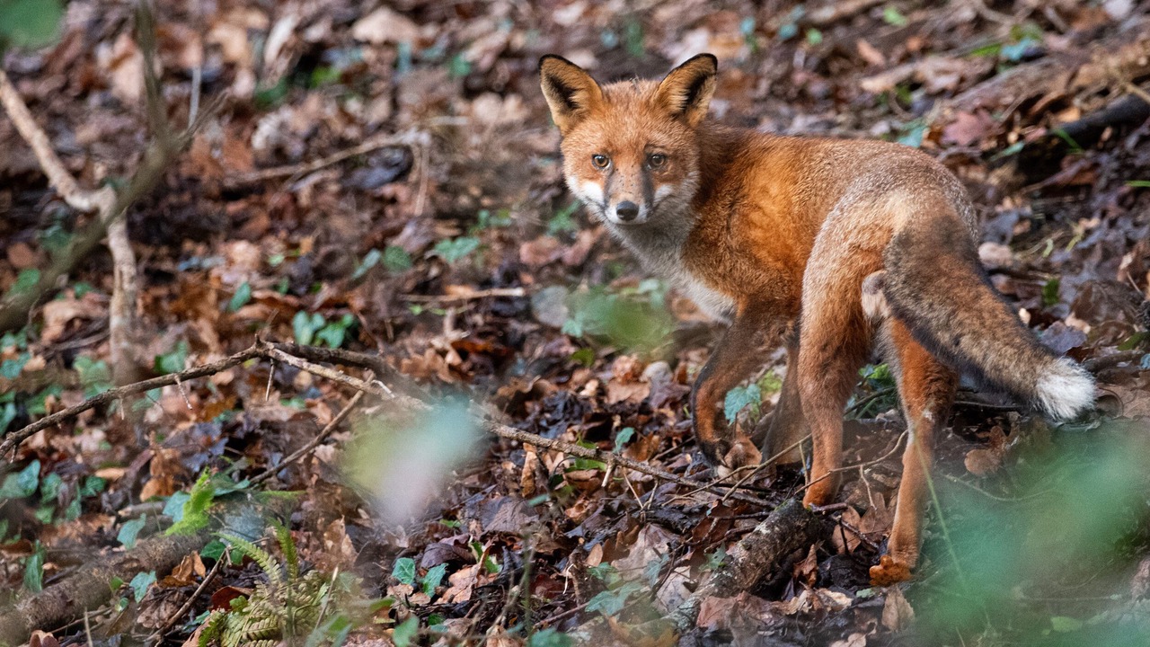 Photo of Others in South Molton