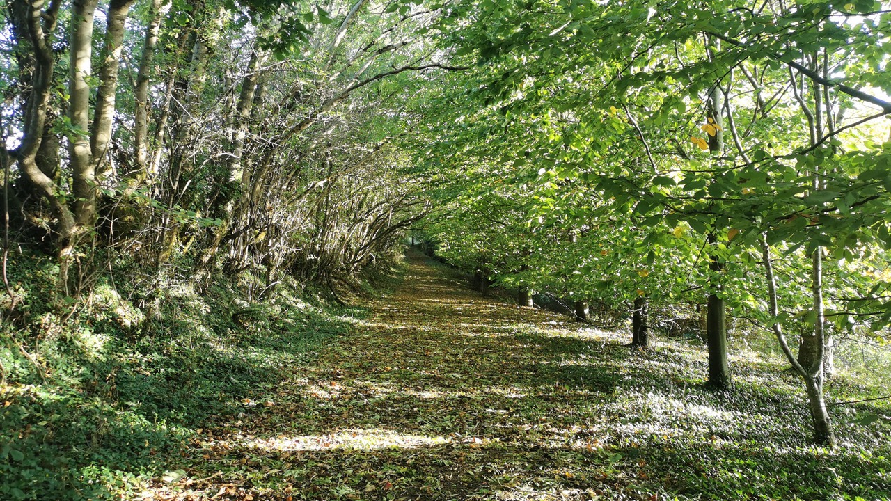 Photo of Others in South Molton