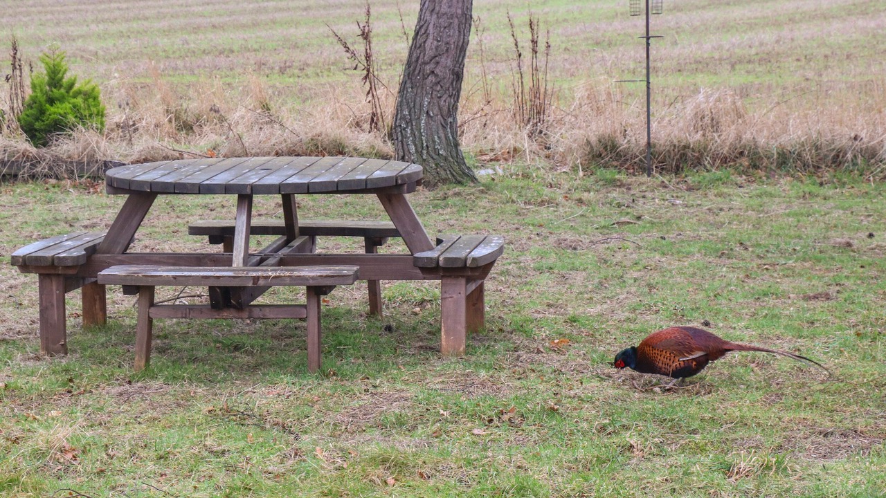 Photo of Outdoor in Dunbar