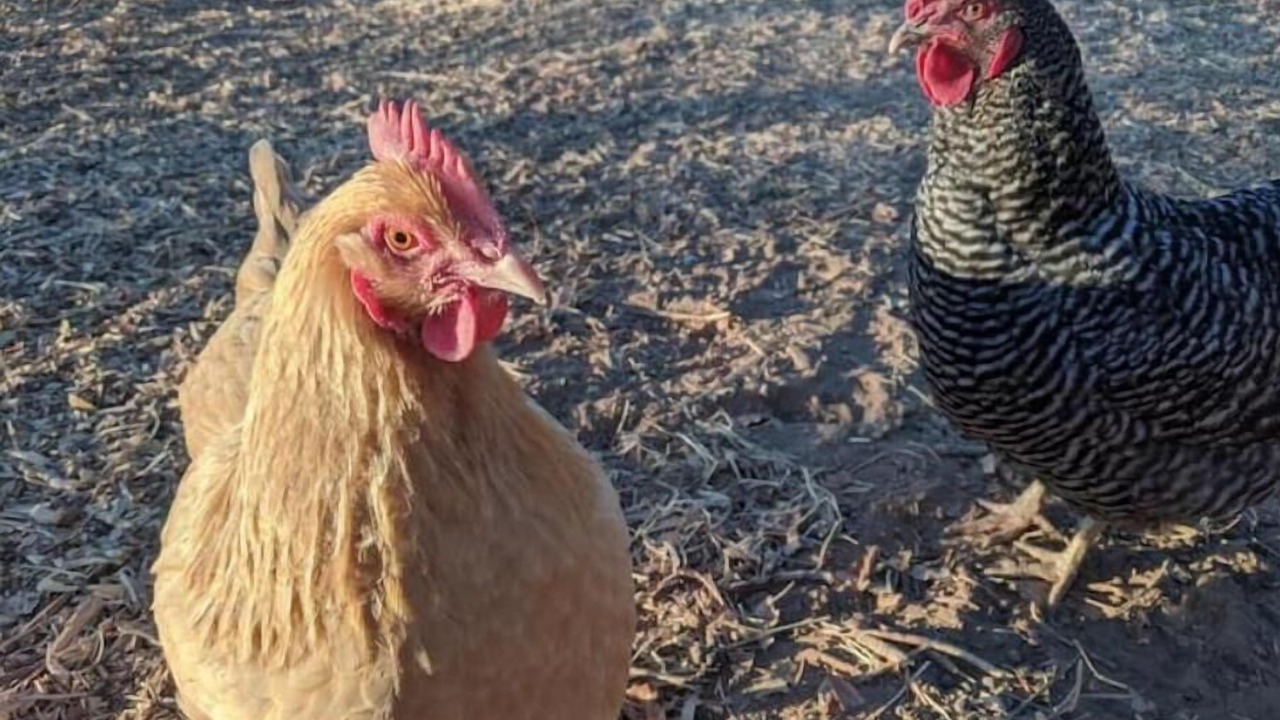 Photo of Others in Placerville