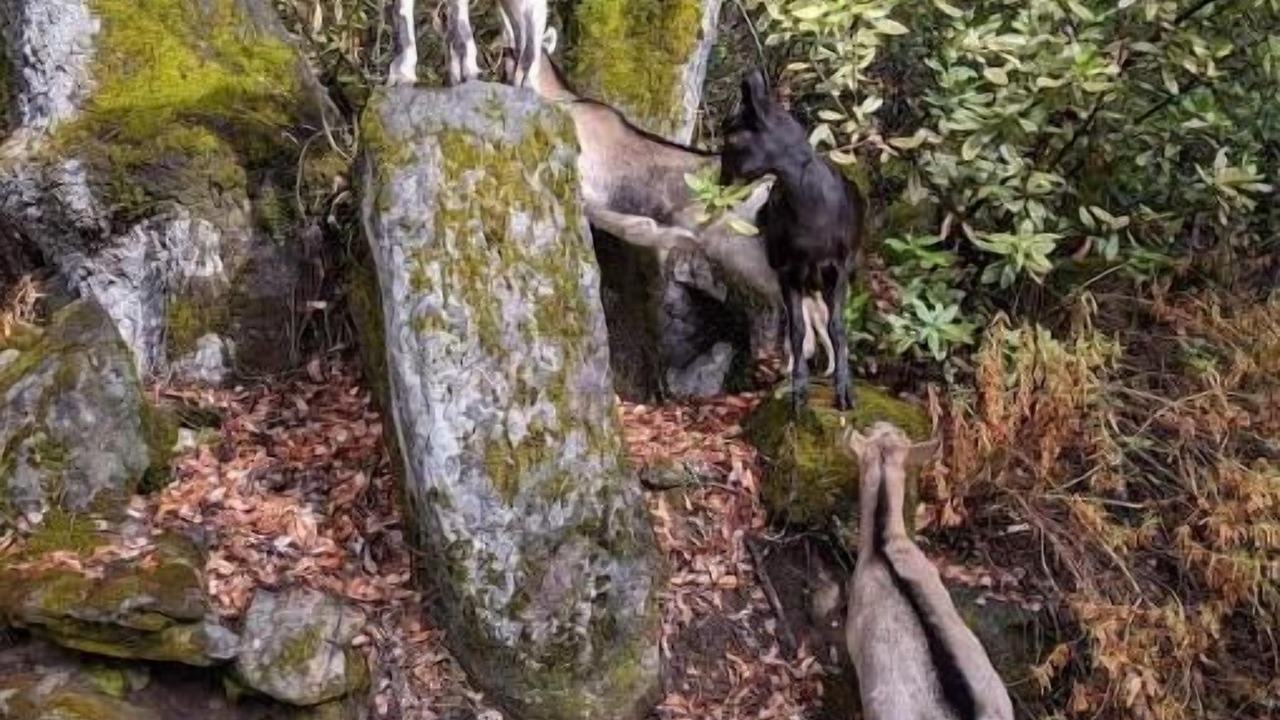 Photo of Outdoor in Placerville