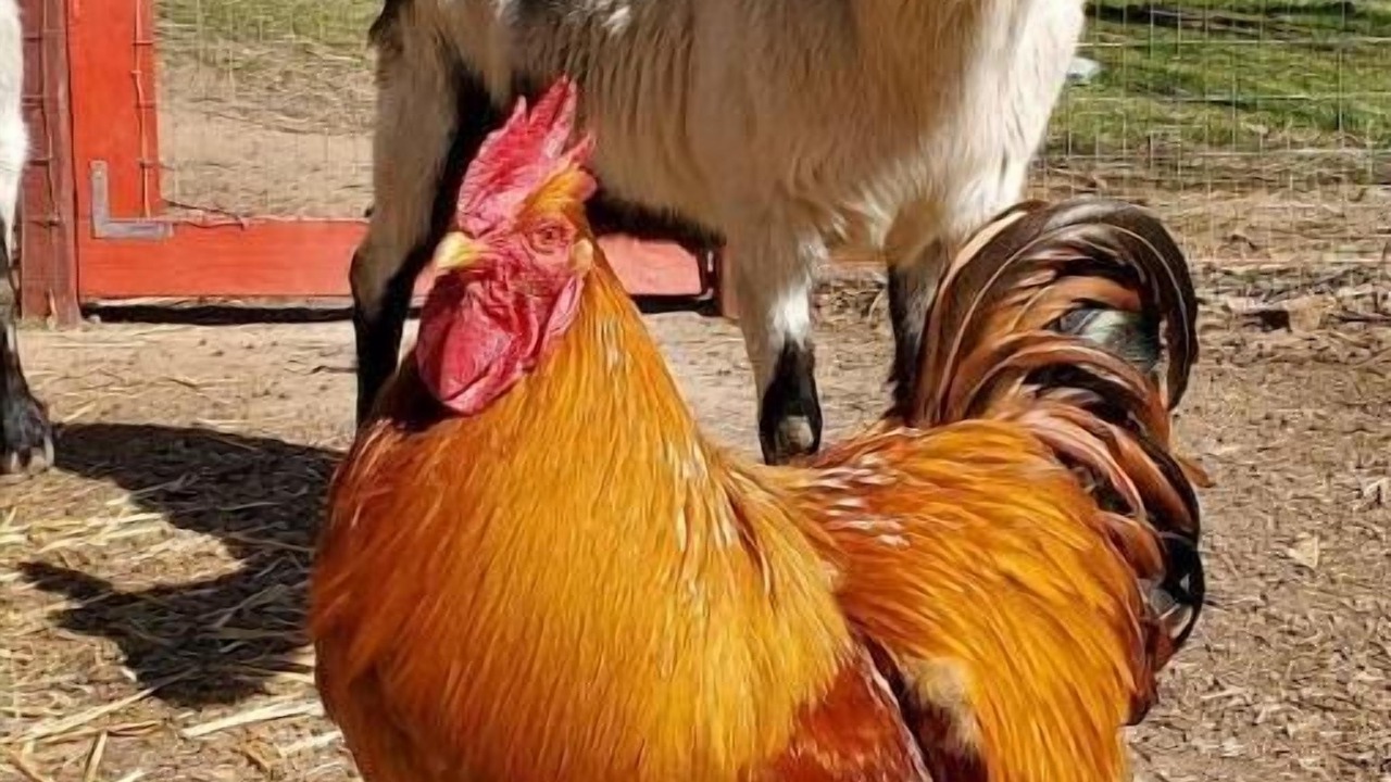 Photo of Others in Placerville