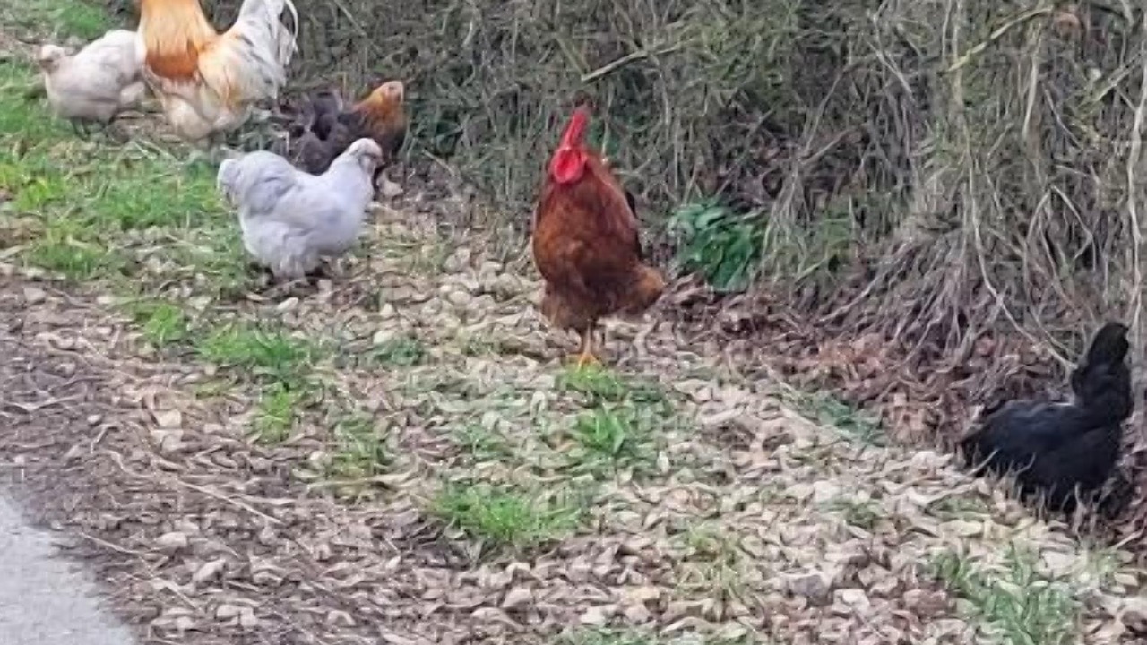 Photo of Others in La Fresnaye-sur-Chedouet