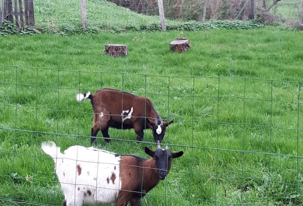 Photo of Others in La Fresnaye-sur-Chedouet