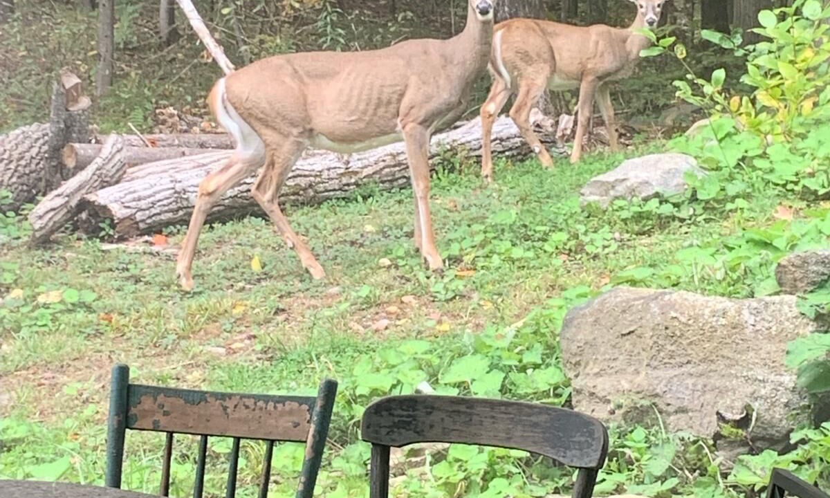 Photo of Outdoor in Haliburton