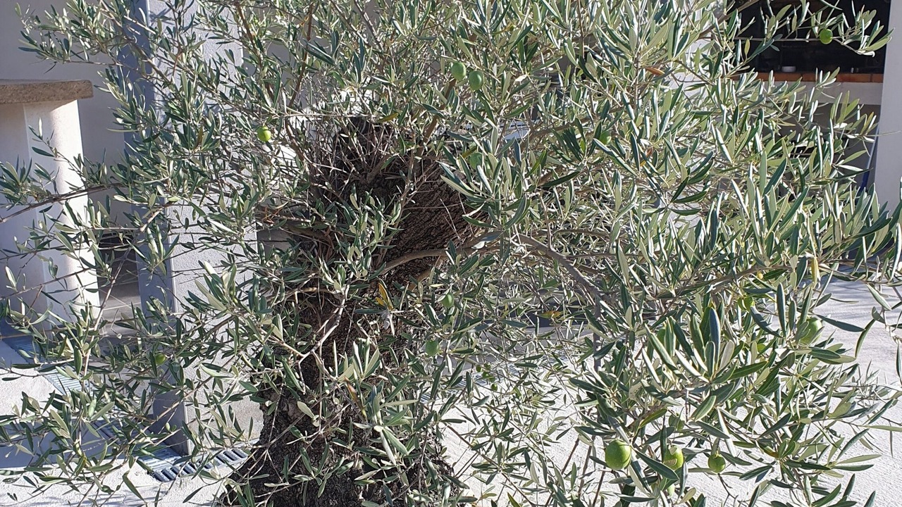 Photo of Outdoor in Rousson