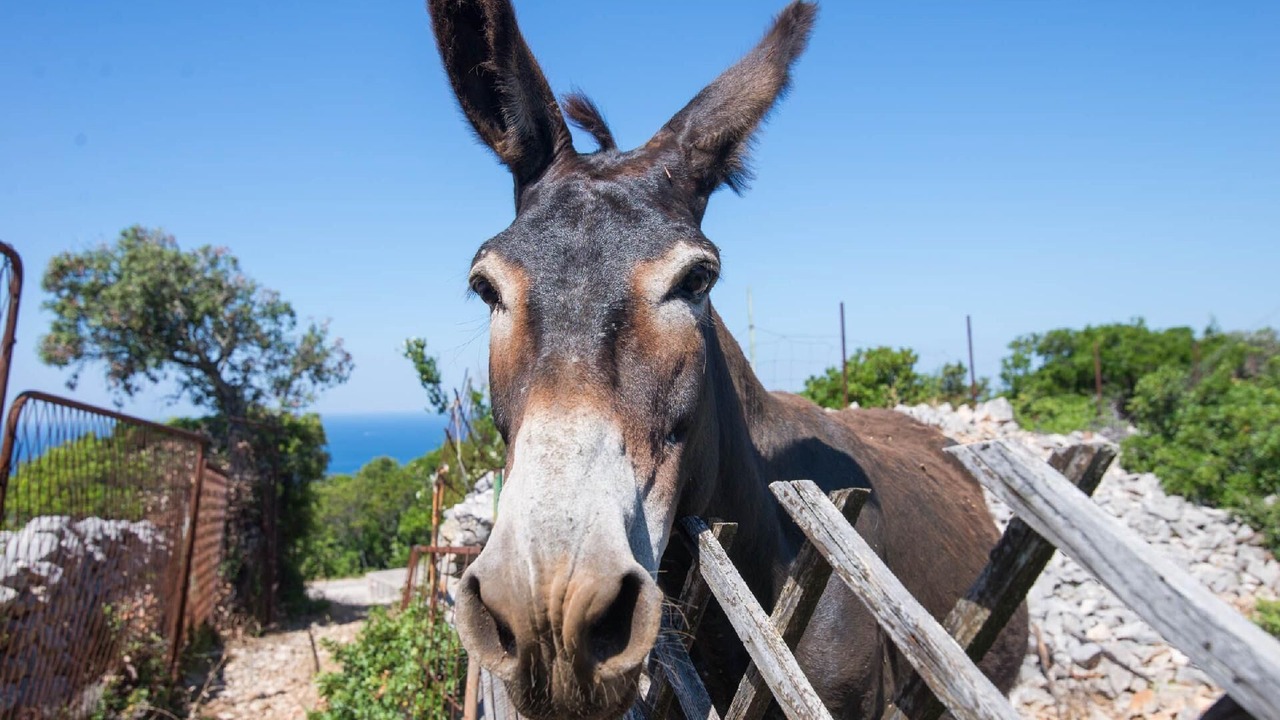 Photo of Outdoor in Veli Losinj