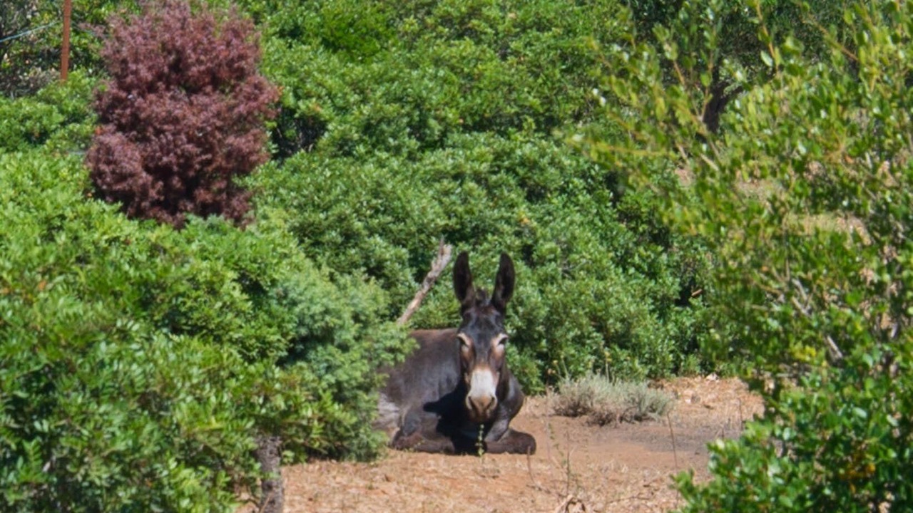 Photo of Others in Veli Losinj