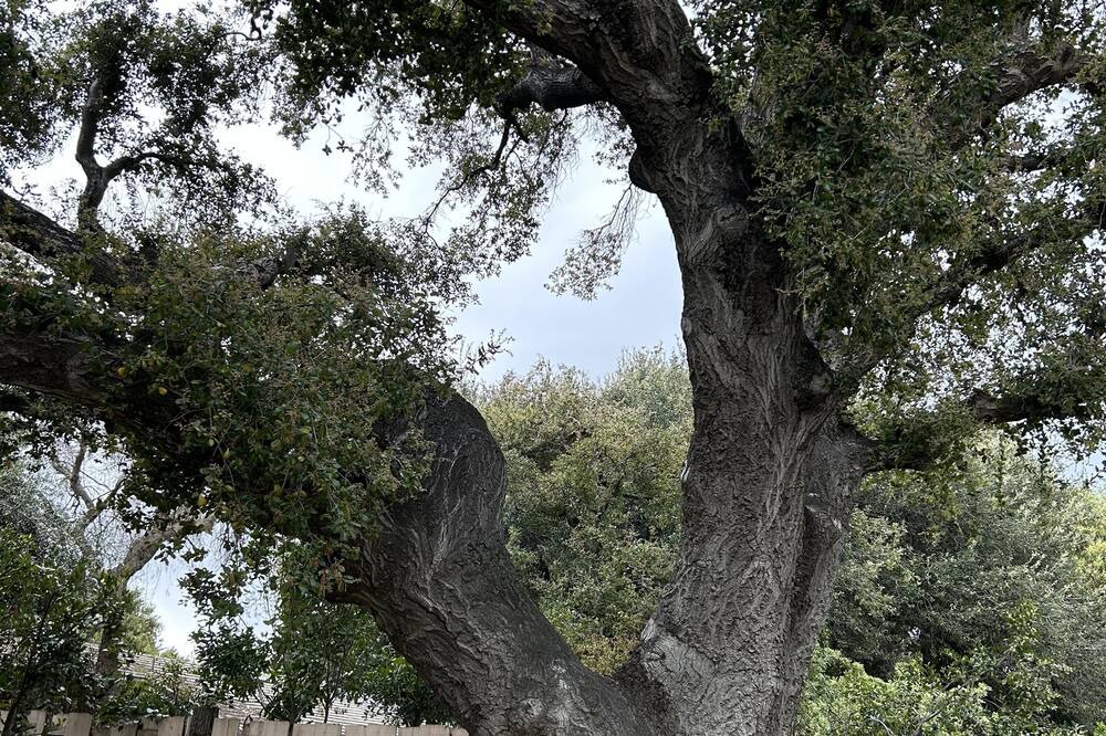 Photo of Others in Newhall