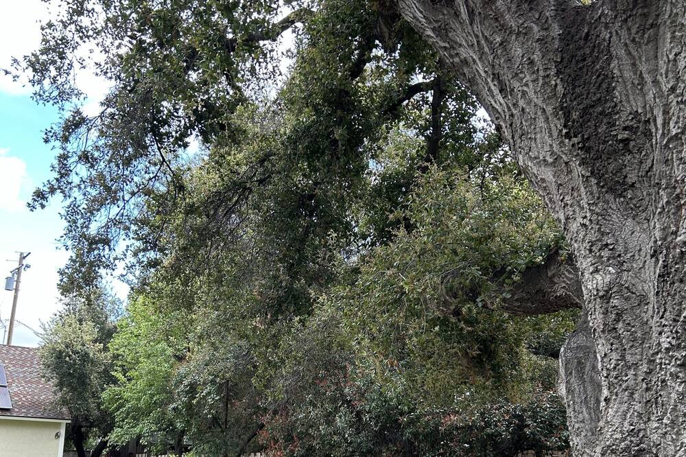 Photo of Outdoor in Newhall