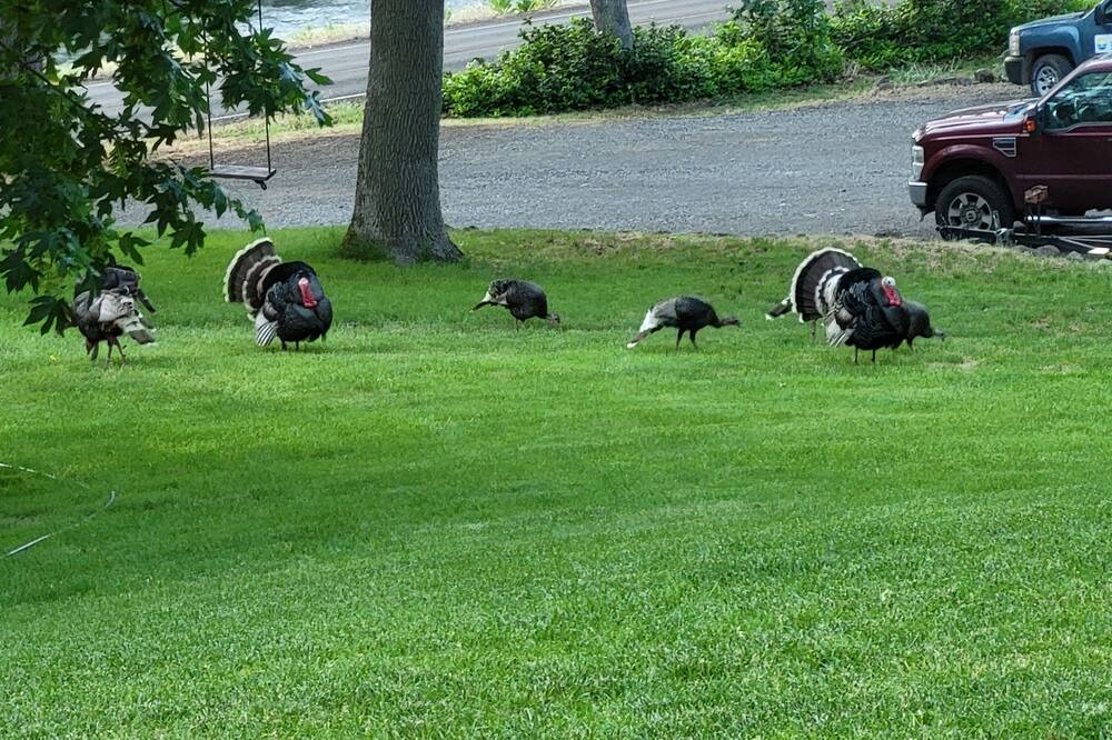 Photo of Outdoor in Lyle